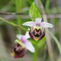 16/05/2023 Ophrys bourdon